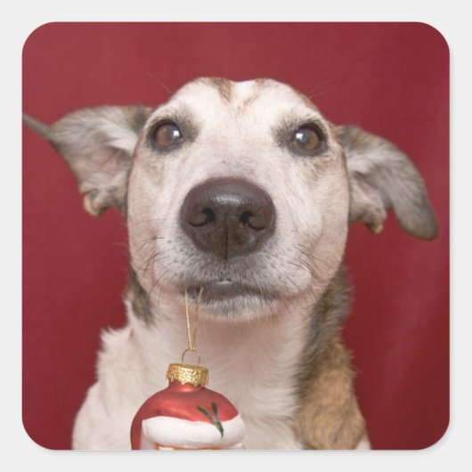 クリスマスオーナメントを保持するジャック・ラッセル・テリア スクエアシール (正面)