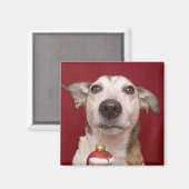 クリスマスオーナメントを保持するジャック・ラッセル・テリア マグネット (正面/裏面)