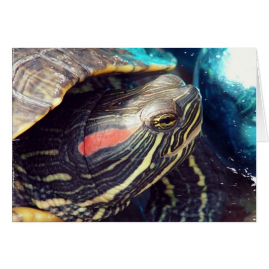 クリスマスカメ (正面横)