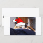 クリスマスカリコ猫 シーズンカード (正面/裏面)