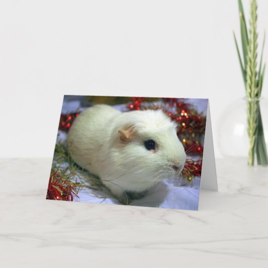 クリスマスカードのモルモット シーズンカード (正面)