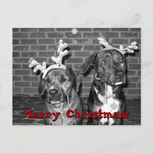 クリスマスカードのリコントラスト、メリークリスマス!!の… シーズンポストカード (正面)