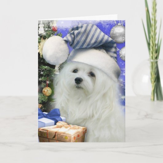 クリスマスカードマルチーズのスノードロップ シーズンカード (正面)