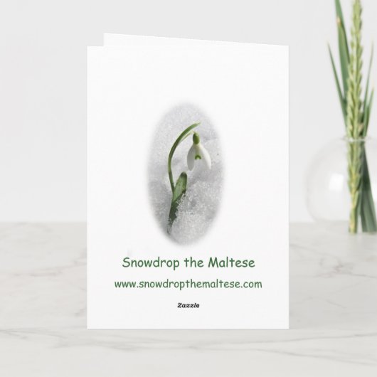 クリスマスカードマルチーズのスノードロップ シーズンカード (裏面)