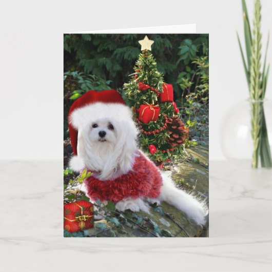 クリスマスカードマルチーズのスノードロップ シーズンカード (正面)