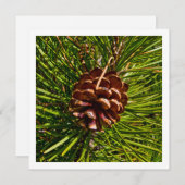 クリスマスカード正方形パネルパインコーン写真 シーズンカード (正面/裏面)