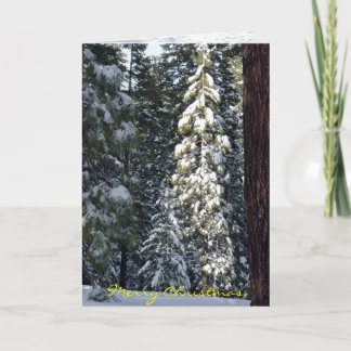 クリスマスカード2006年 シーズンカード