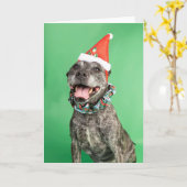 クリスマスカード カード (黄色い花)