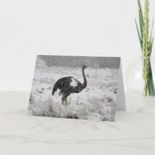 クリスマスカード – ダチョウ (正面)