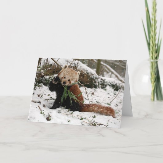 クリスマスカード-レッサーパンダ5 シーズンカード (正面)