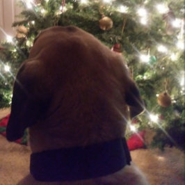 クリスマスカード 招待状