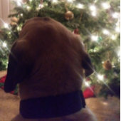 クリスマスカード 招待状