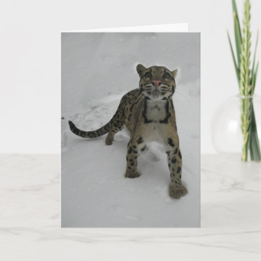クリスマスカード – Clouded Leopard (正面)