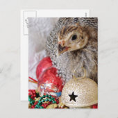 クリスマスギニア シーズンポストカード (正面/裏面)