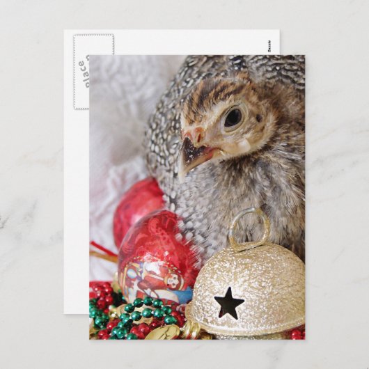 クリスマスギニア シーズンポストカード (正面/裏面)