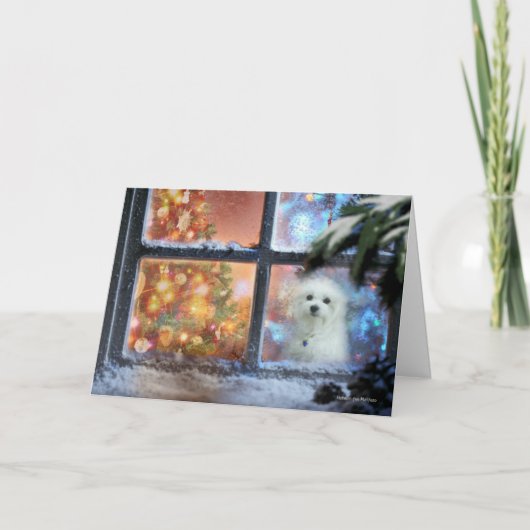クリスマスグリーティングカードのマルチーズを歓迎する シーズンカード (正面)