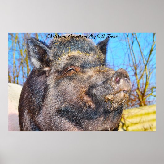クリスマスグリーティングマイオールドボア ポスター (正面)
