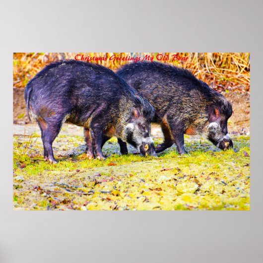 クリスマスグリーティングマイオールドボア ポスター (正面)