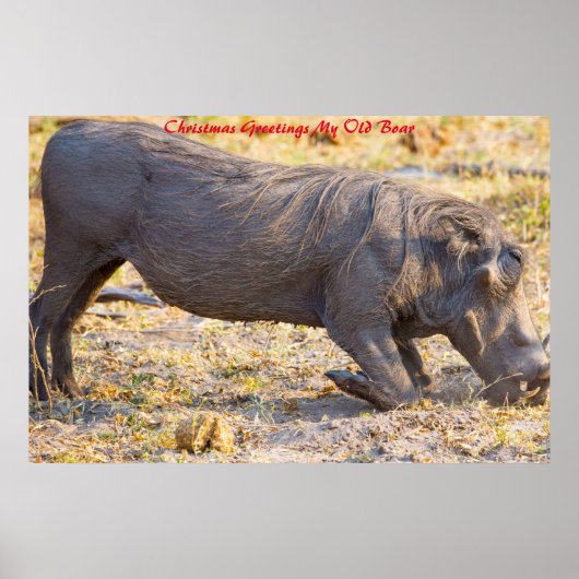 クリスマスグリーティングマイオールドボア ポスター (正面)