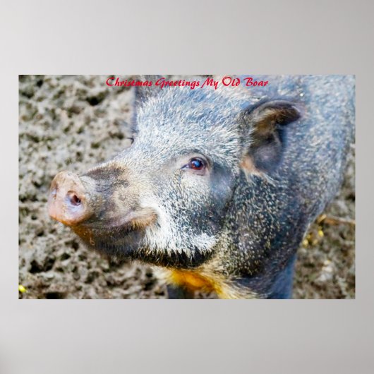 クリスマスグリーティングマイオールドボア ポスター (正面)