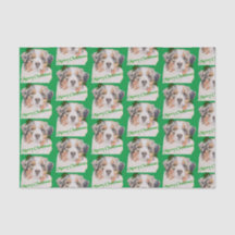 クリスマスグリーン現実的なオーストラリアの羊飼い