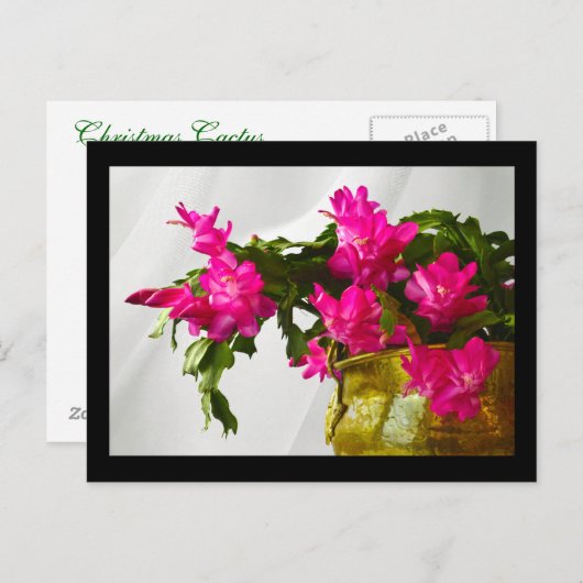 クリスマスサボテンがクローズアップ シーズンポストカード (正面/裏面)