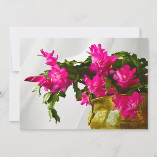 クリスマスサボテンのクローズアップの写真の招待状 招待状 (正面)