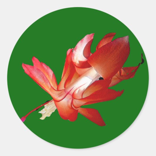 クリスマスサボテンのメリークリスマスシリーズ ラウンドシール (正面)