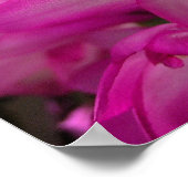 クリスマスサボテンの写真ポスター/プリント ポスター (角)