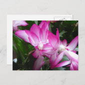 クリスマスサボテン花はがき シーズンポストカード (正面/裏面)