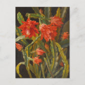 クリスマスサボテン | クリスチャンメルバック ポストカード (正面)