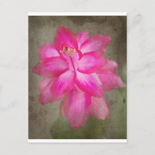 クリスマスサボテン シーズンポストカード (正面)