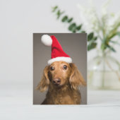 クリスマスサンタハットを着たダックスシュント シーズンポストカード (スタンド正面)