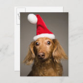 クリスマスサンタハットを着たダックスシュント シーズンポストカード (正面/裏面)