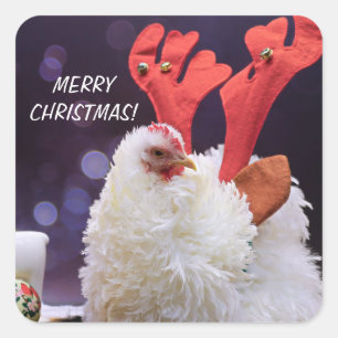 クリスマスチキン – Frizzled Cochin Bantam Pet スクエアシール