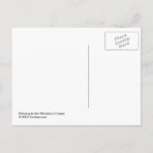 クリスマスチーズのはがきを持ち込む シーズンポストカード (裏面)