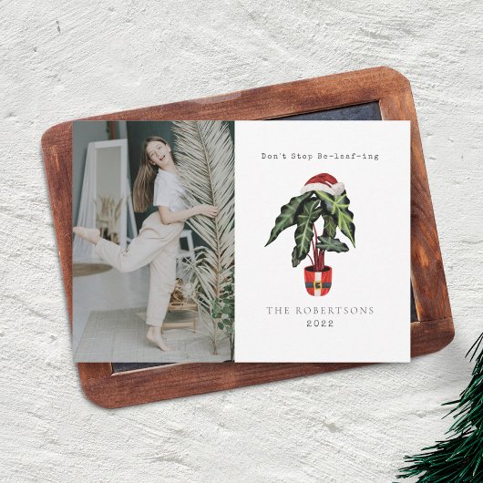 クリスマスツリーの代わりに観葉植物でクリスマスを楽しもう！　観葉植物の写真 シーズンカード