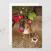 クリスマスツリーの前に坐るパグおよびボクサー シーズンカード (正面/裏面)