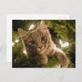 クリスマスツリーの子猫 – カスタマイズ可能 シーズンポストカード (正面/裏面)