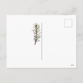 クリスマスツリーの枝、ロウソク付きのランタン シーズンポストカード (裏面)