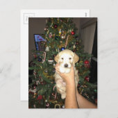 クリスマスツリーを持つGoldenDoodleの子犬 シーズンポストカード (正面/裏面)