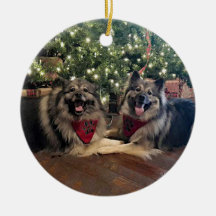 クリスマスツリーを持つKeeshond