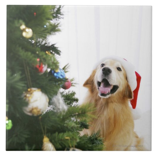 クリスマスツリーを見るゴールデン・リトリーバー タイル (正面)