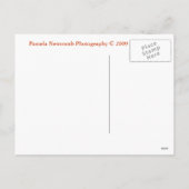 クリスマスツリーホリデーポストカード シーズンポストカード (裏面)