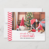 クリスマスドッグ赤ストライプ色 シーズンカード (正面)