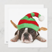 クリスマスハット付きボストンテリア シーズンカード (正面/裏面)