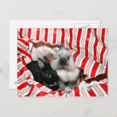 クリスマスバニー シーズンポストカード (正面/裏面)