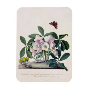 クリスマスバラ(Helleborus niger)とウィンターアコーニ マグネット