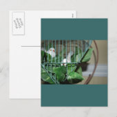 クリスマスバード シーズンポストカード (正面/裏面)