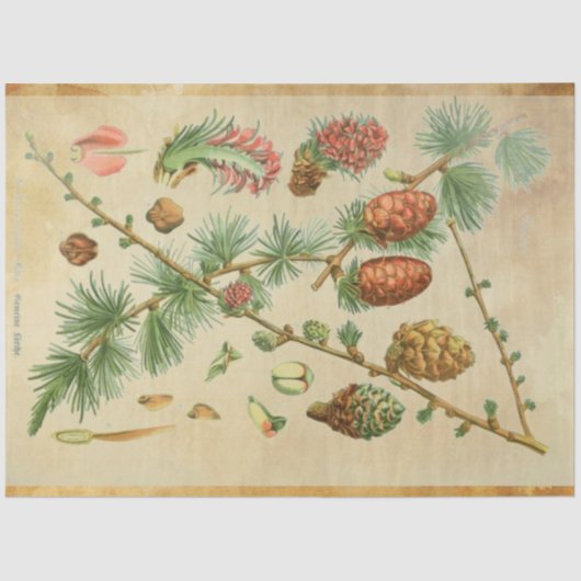 クリスマスパインデクページ紙 薄葉紙 (正面)